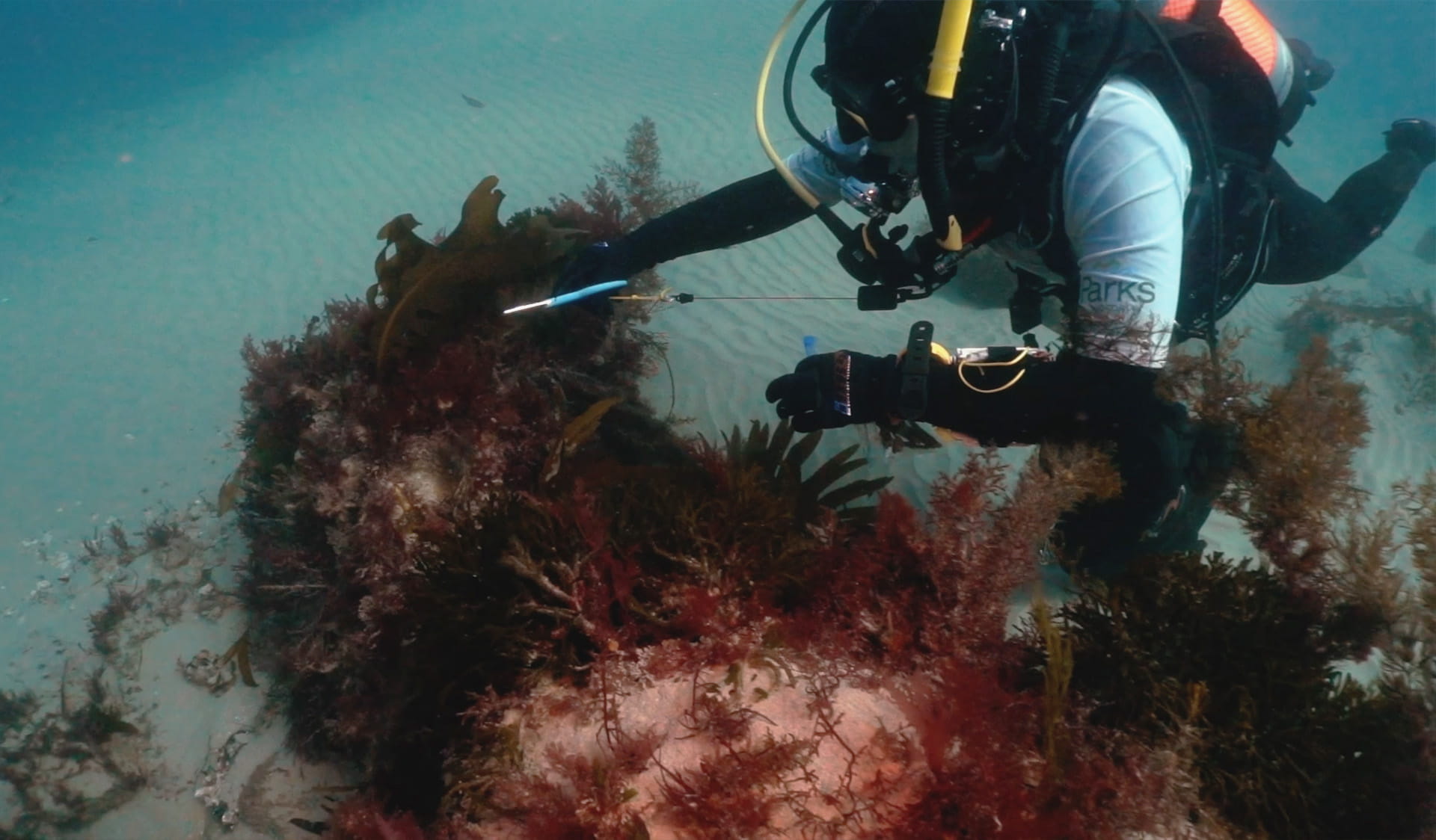 A ranger in scuba gear cuts underwater weeds with scissors. 