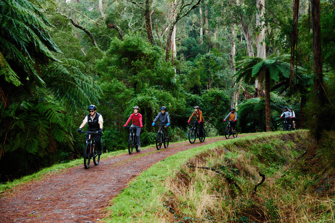 A group of cyclists riding mountain bikes along a forest trail surrounded by tall trees and lush green ferns in a dense, scenic woodland area.