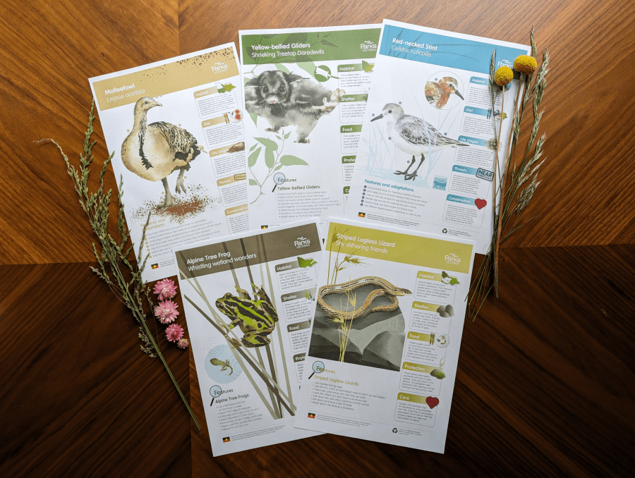 A birds eye view of five information posters, spread out on a wooden table. The top row contains three posters and the bottom row contains two posters. Each poster has an illustration of an animal native to Victoria and scientific facts about them. The left side of the posters is framed by a few pieces of native grass and four pink everlasting daisies. The right side is framed by a few pieces of native grass and two yellow billy buttons. 