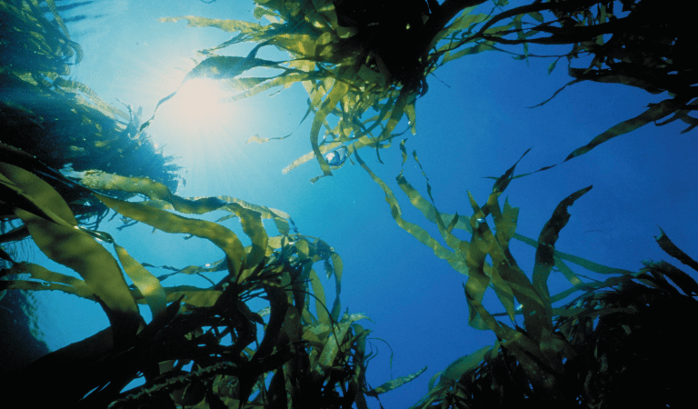 Underwater looking up to the sky through kelp