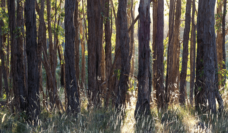 Sunlight through rough barked trees and grasses