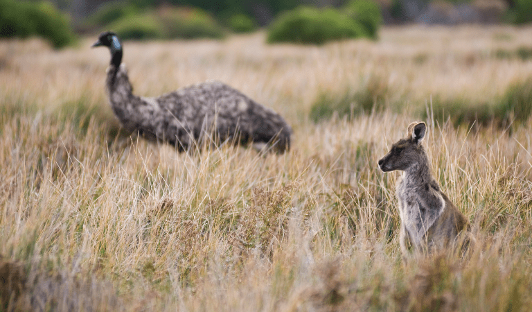 Emu and kangaroo standing in tall native grass
