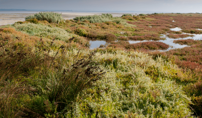 Heathy scrub and shrubs along the coast