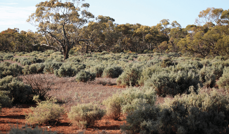 Red dirt desert with small shrubs and a tall eucalypt 