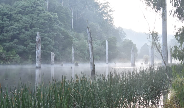 A misty wetland scene.