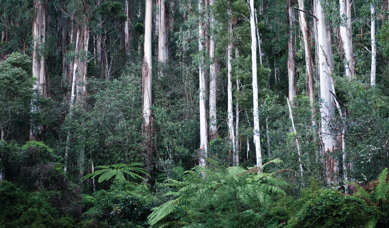 Mountain ash and fern trees