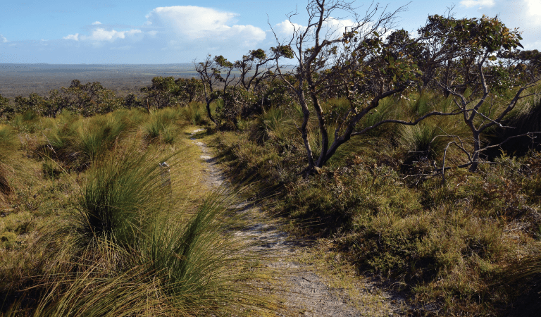 Gravel track through grass trees and heath