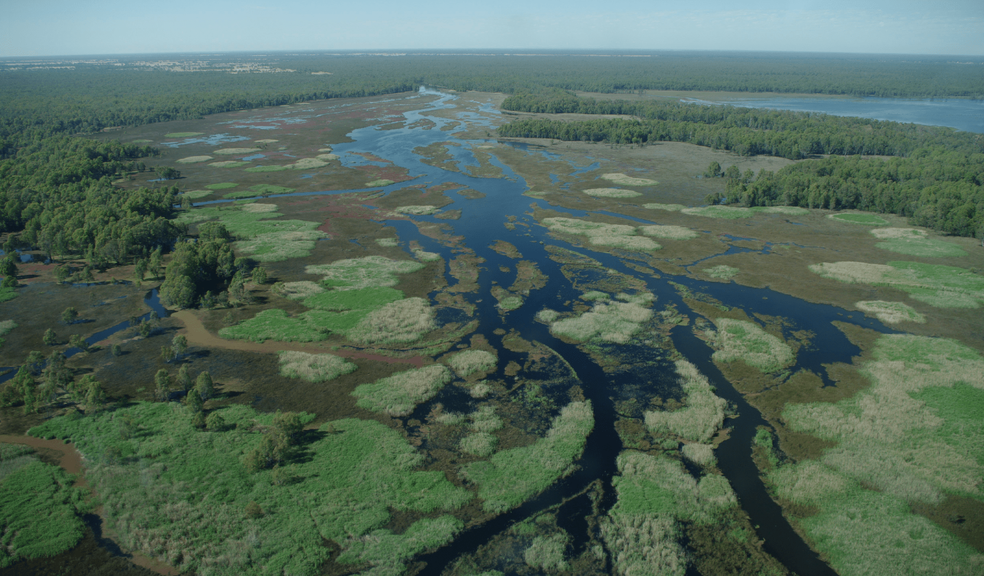 Aerial view of the Barmah wetlands system