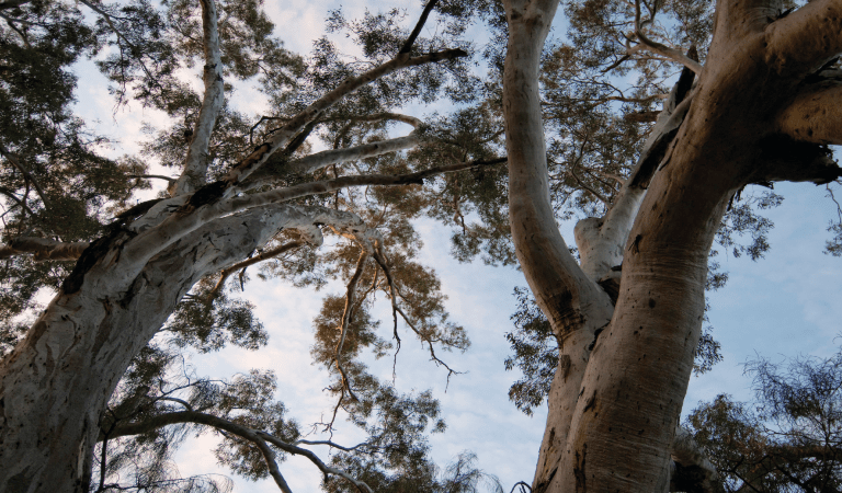 View through river red gum branches up to the afternoon sky