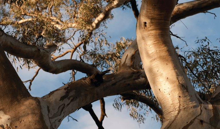 View through river red gum branches up to the afternoon sky