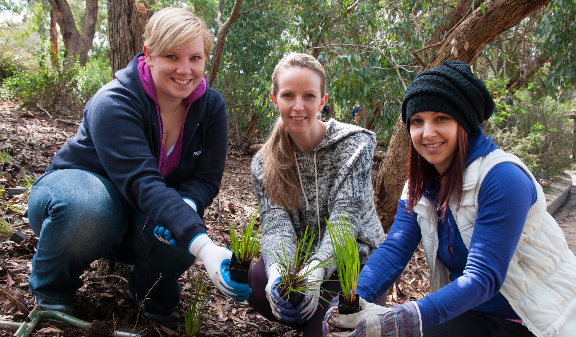 Three volunteers plant native seedlings. 
