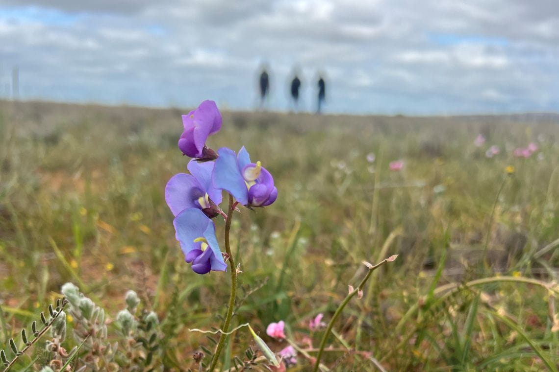 An image of a purple flower in a field with people walking in the background. 