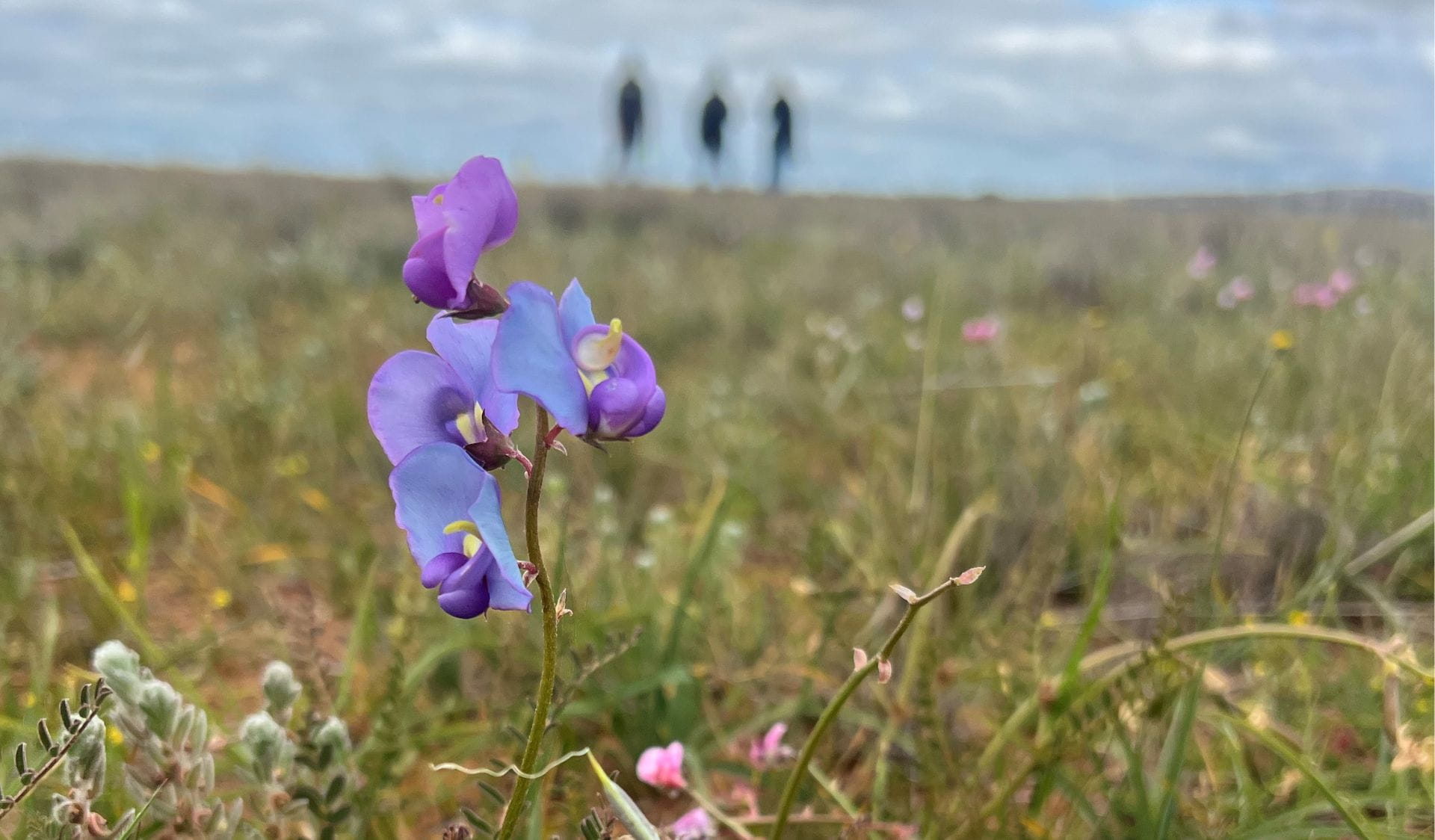 An image of a purple flower in a field with people walking in the background. 