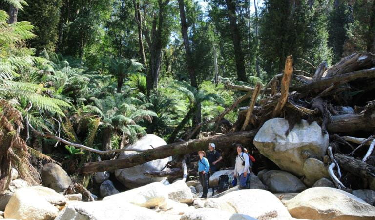 Four volunteers standing on white rocks looking up at the majesty of the forest