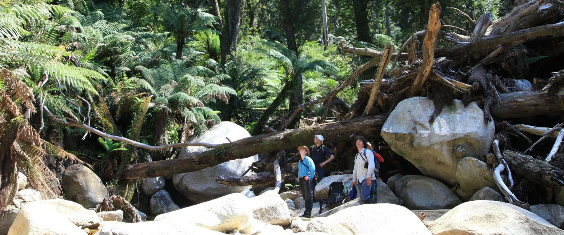 Four volunteers standing on white rocks looking up at the majesty of the forest