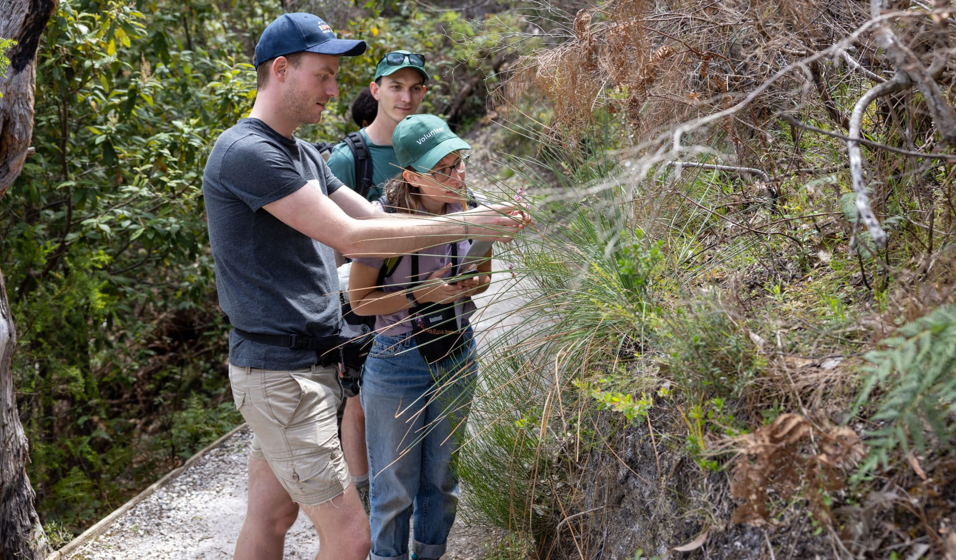 Volunteers examine flower, Lilly Pilly Track, Wilsons Promontory National Park.