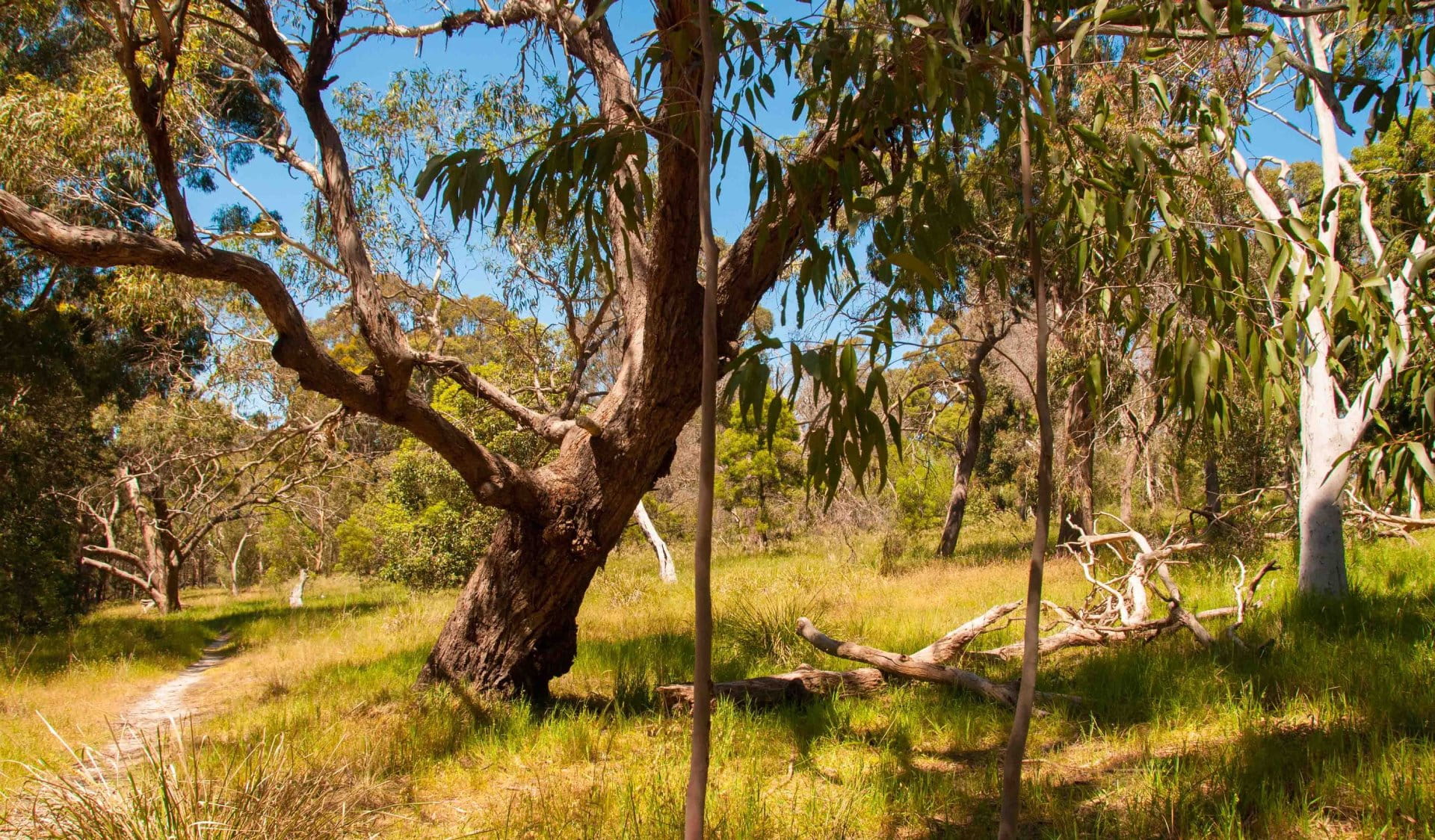 Tree and grasslands in Wattle Park.