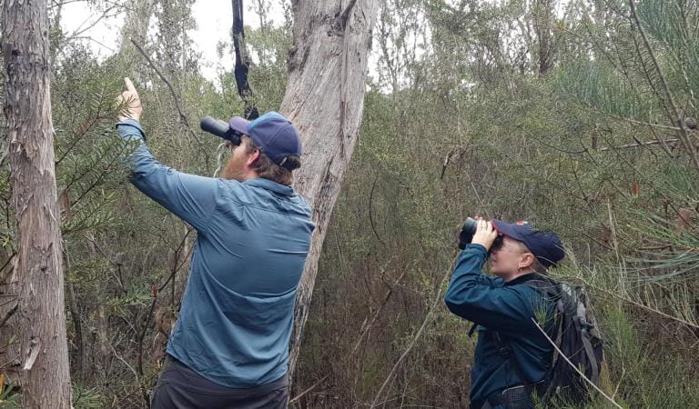 Two bird watchers using binoculars to observe the birds.