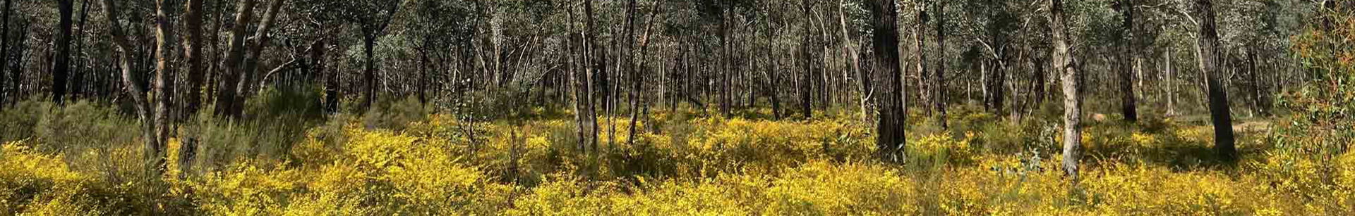 Wildflowers and trees.