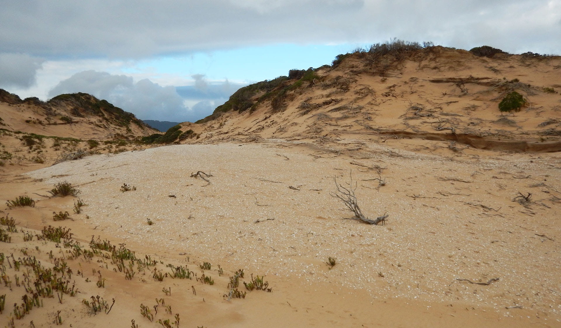 A sand dune covered in the remnants of white shells