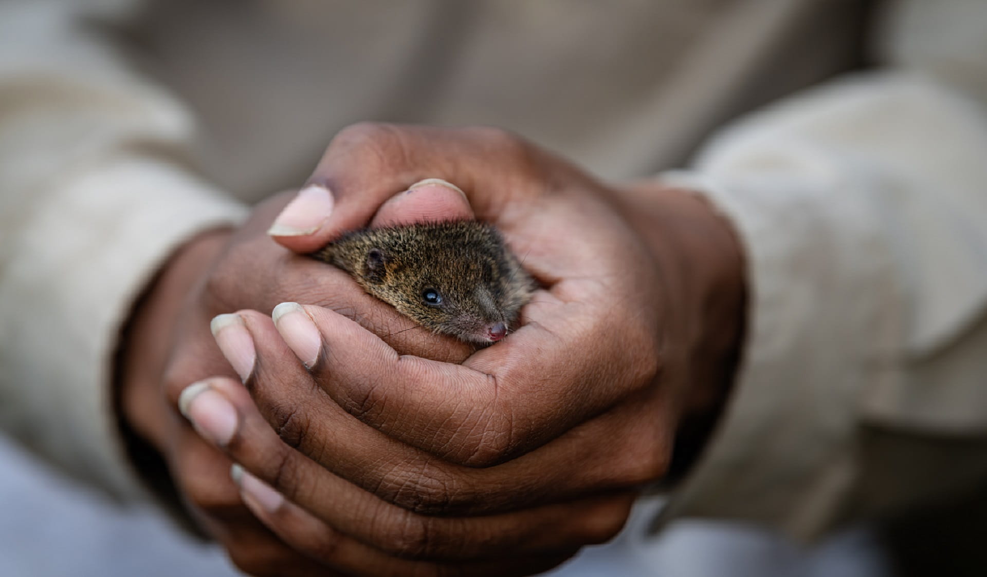 Close up image of Swamp Antechinus at Wilsons Promontory National Park