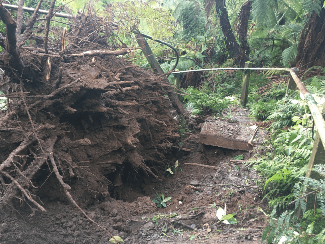 Dandenong Ranges NP - storm recovery - 1000 Steps