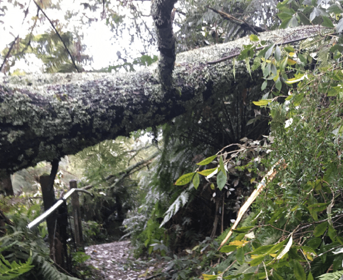 Dandenong Ranges NP storm recovery - 1000 Steps 