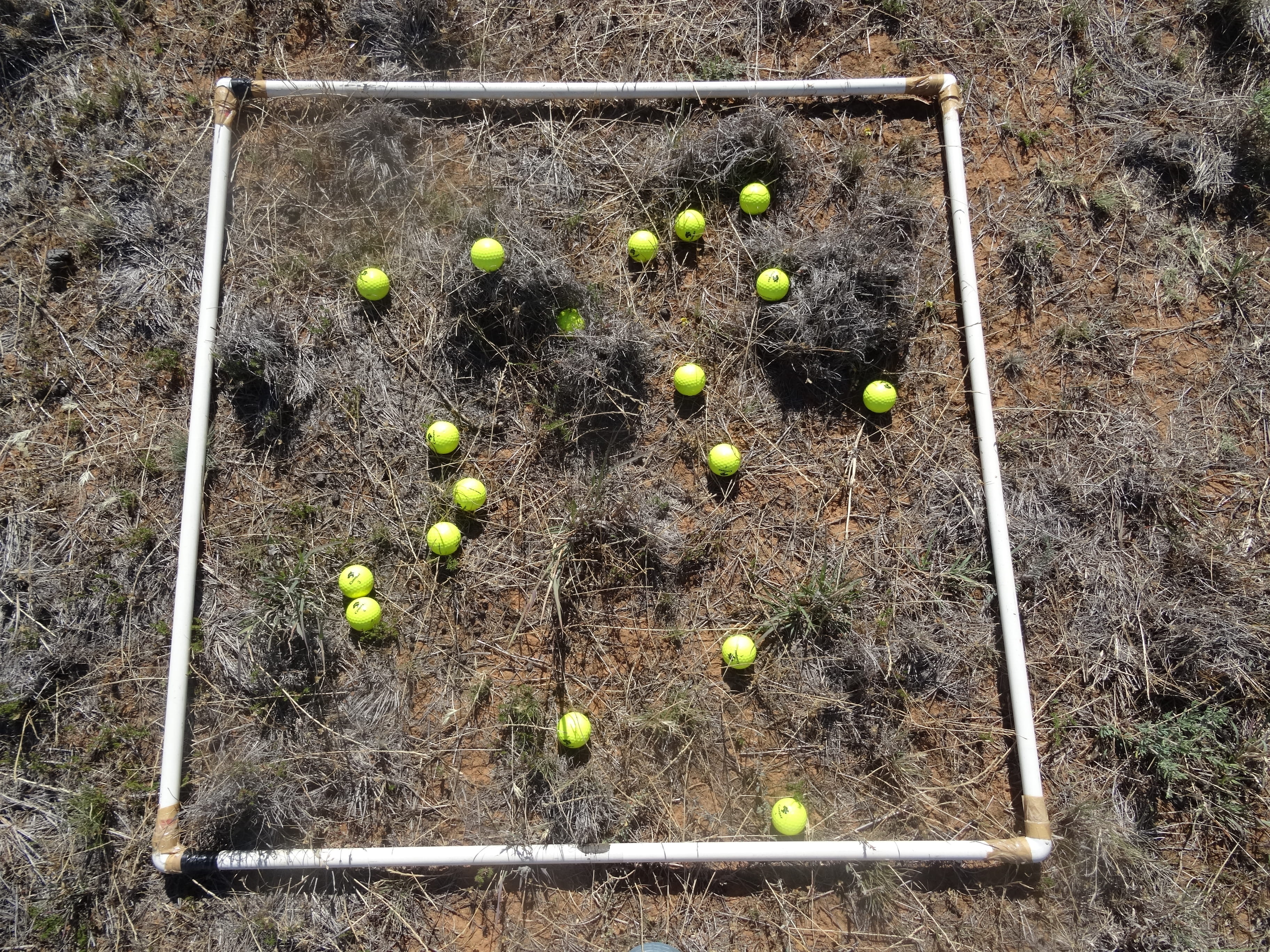 Several golf balls in short sparse grass