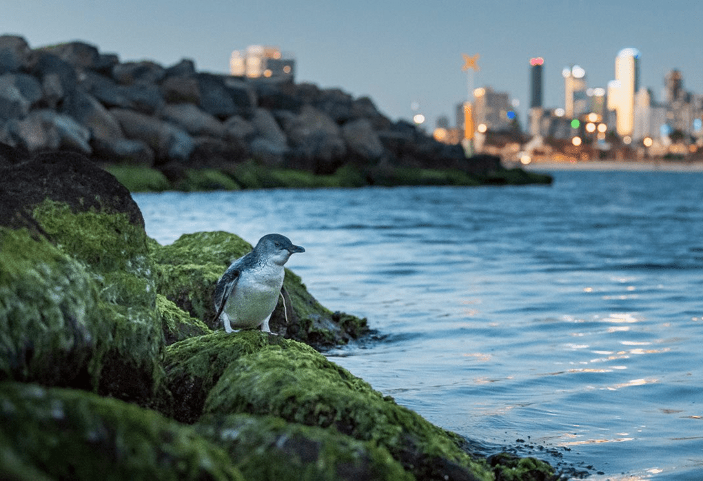 A penguins stands on the foreshore