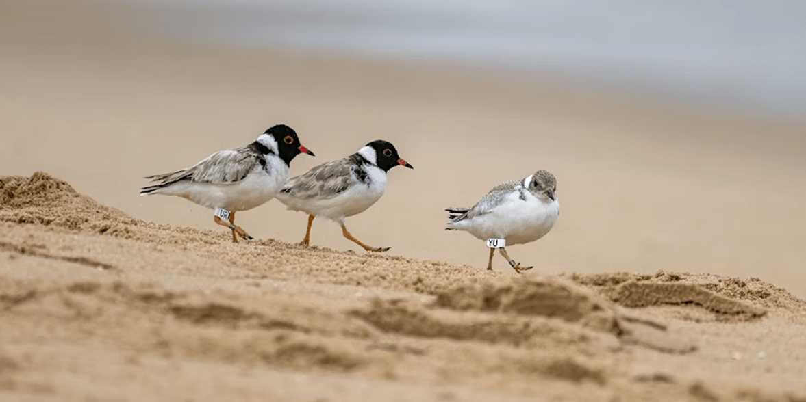 Three hooded plovers walk on the beach