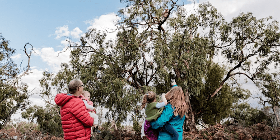 Three people are looking at a majestic river red gum