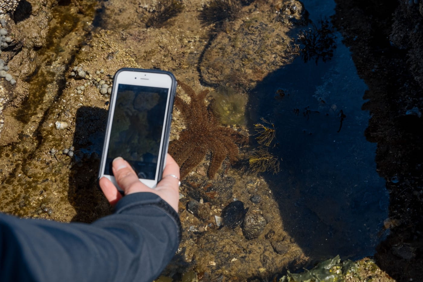 A close up image of someone with their arm outstretched taking a photo of a seastar laying on a rockpool on their mobile phone.