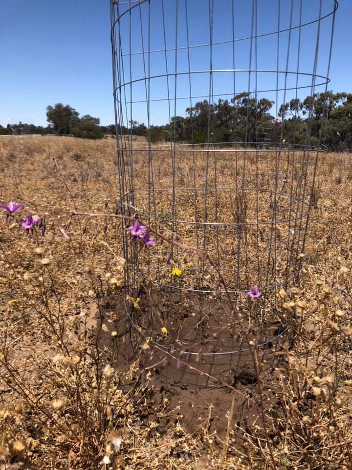 Buloke planting by Friends of Wyperfeld