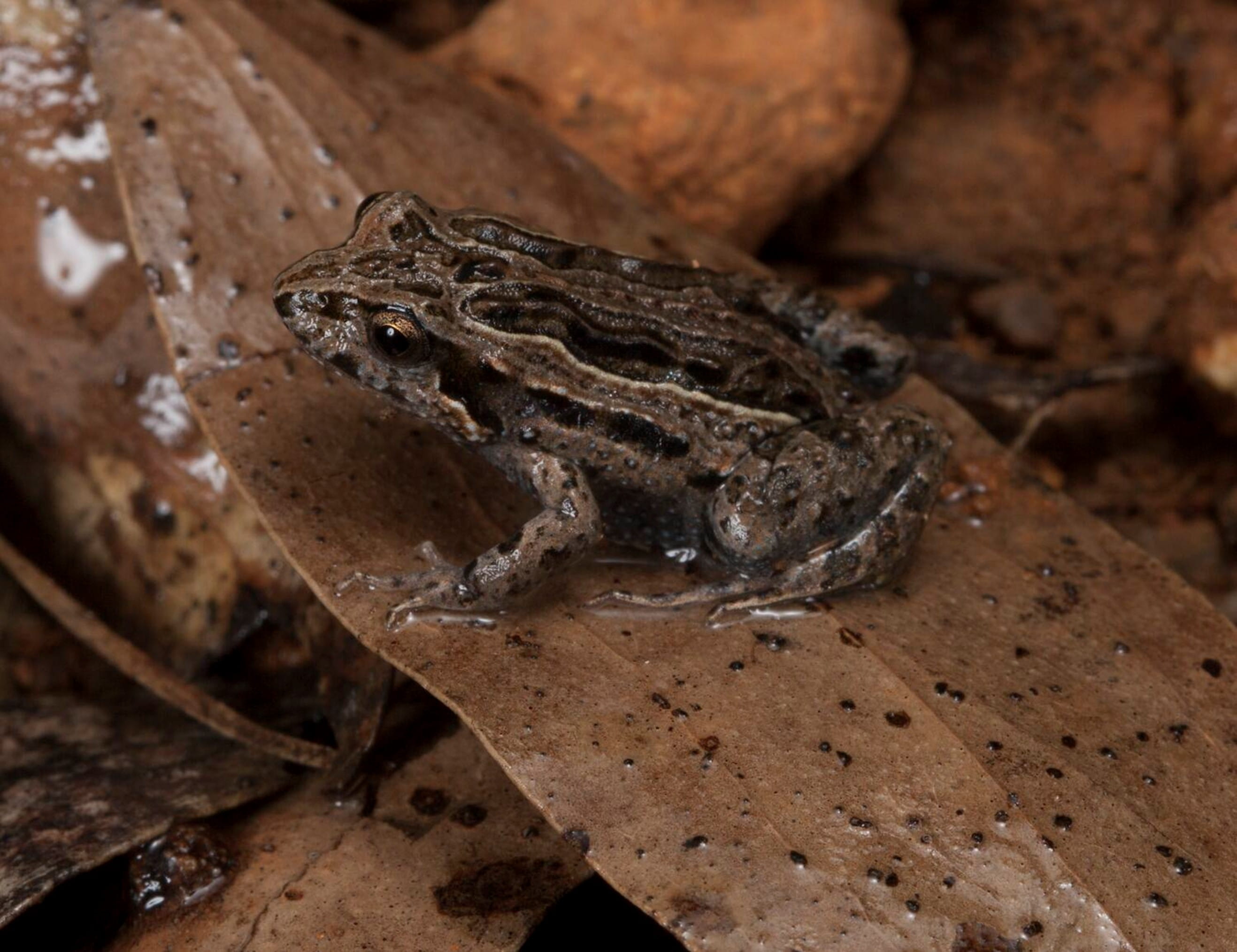 A small brown frog sits on top of a leaf