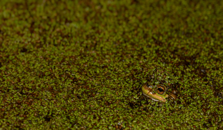 A growling grass frog covered in pond weed, mostly submerged in the water