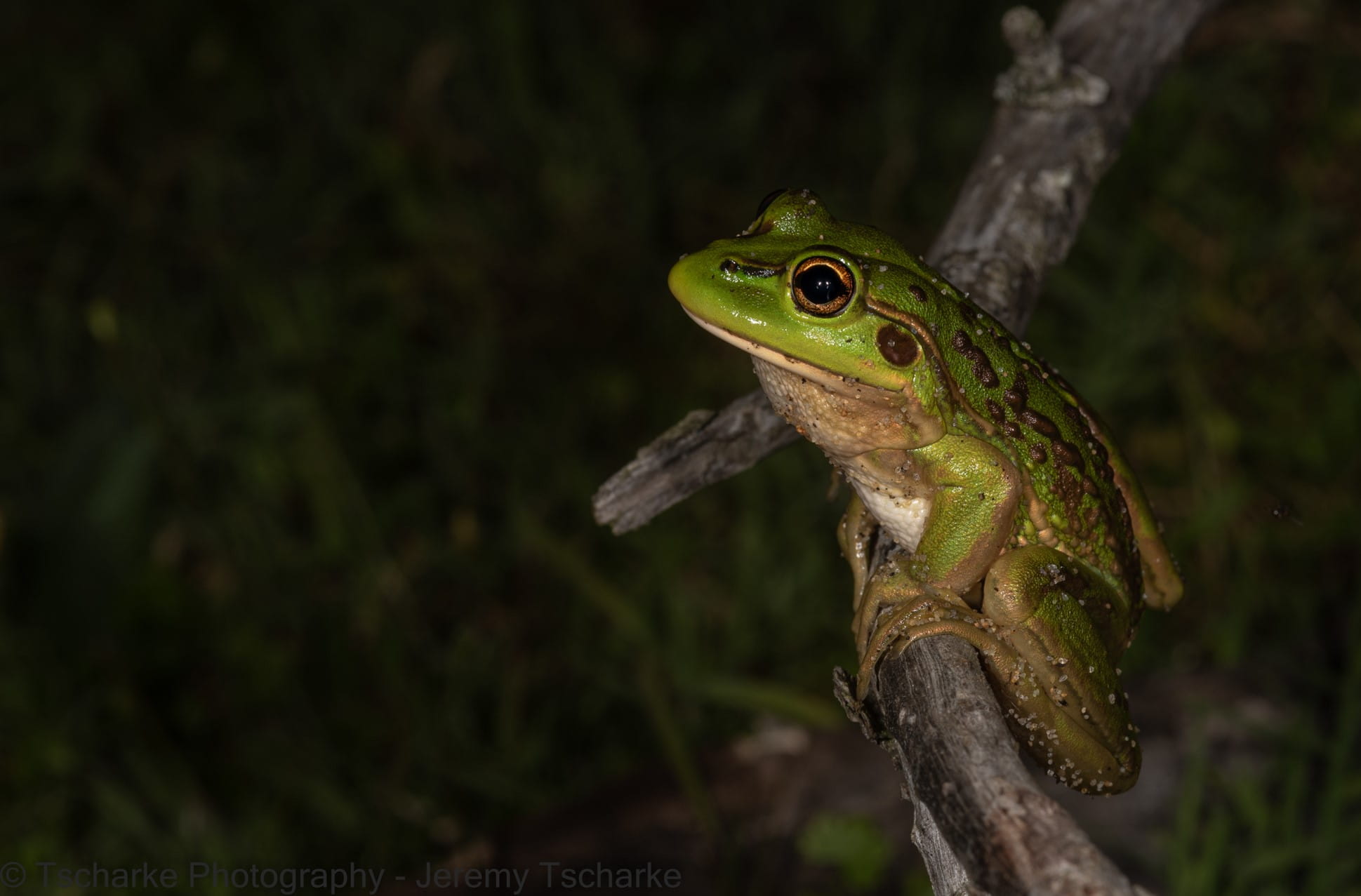 A Green frog rests on a branch