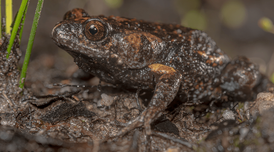 A small brown frog sits on a rock