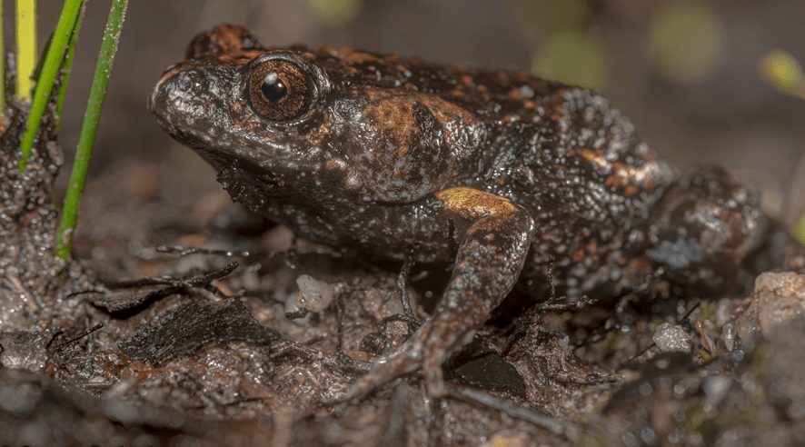 Toadlet A croak above the rest: How you can help the elusive Growling Grass ...