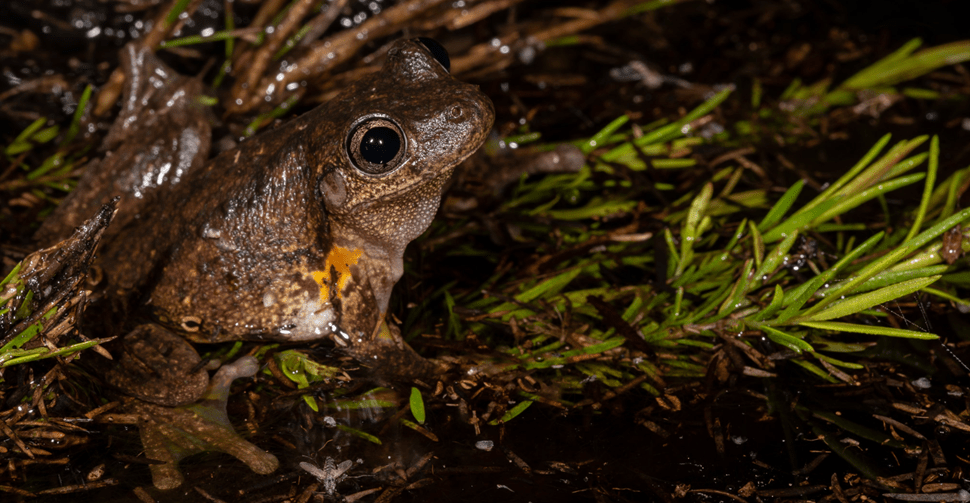 A brown frog with orange undertones under its forearms sits in the water