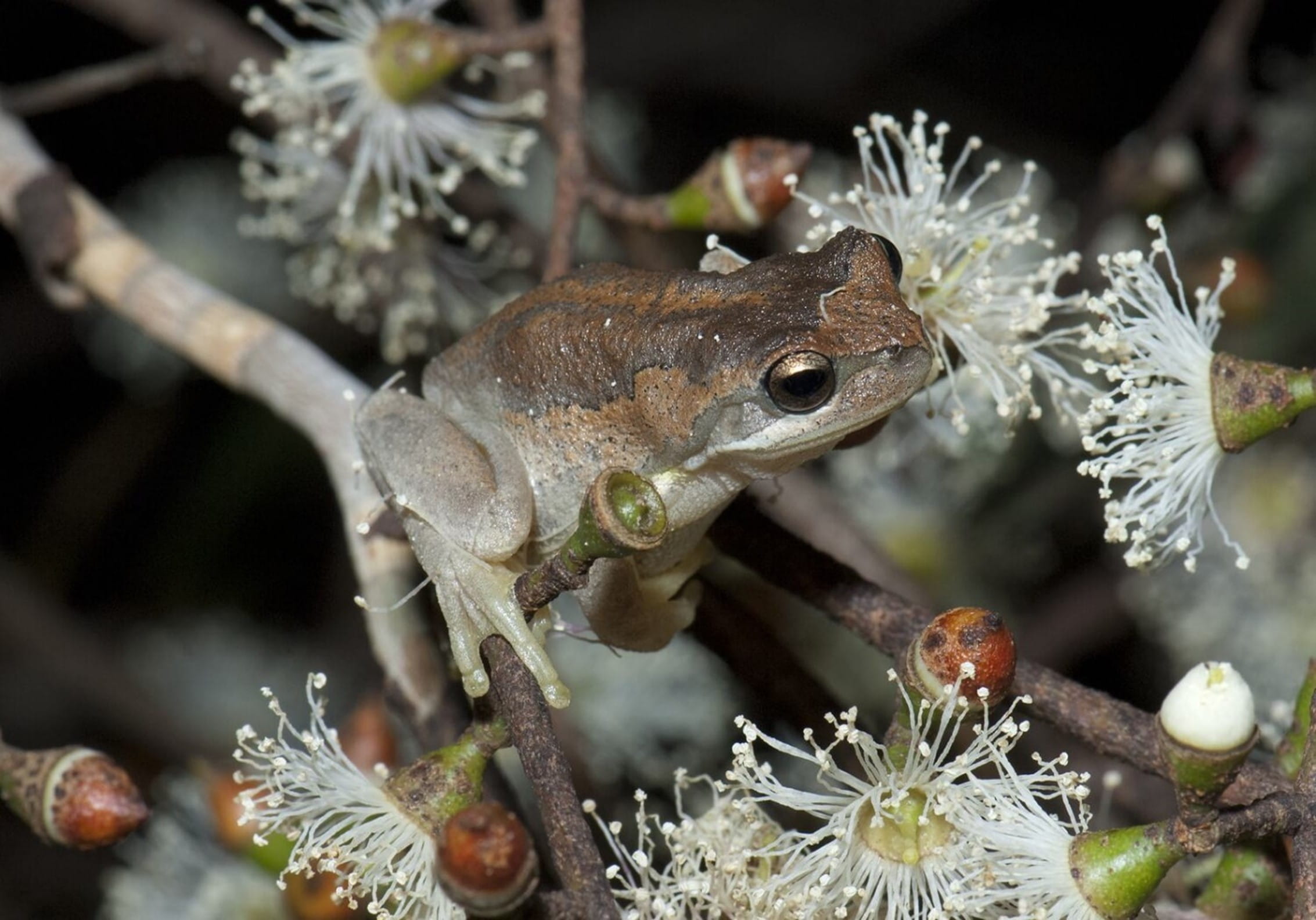 A small grey and brown frog is sitting on the branch of a eucalypt, with white flowers budding behind it. 