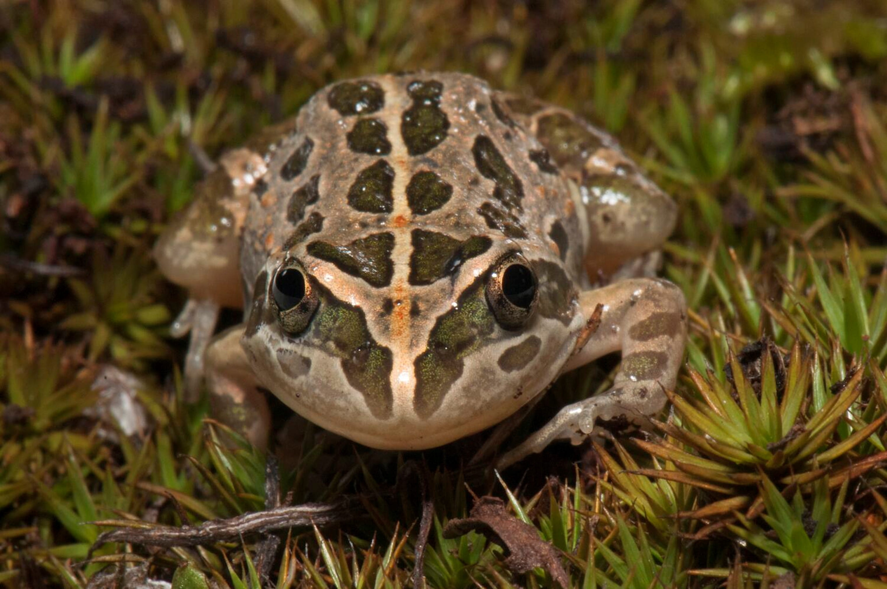 A spotty frog sits atop of small fronds of green vegetation.