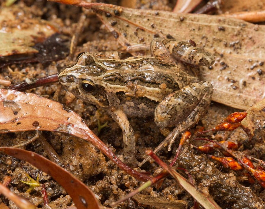 A stripey brown frog sits atop of leaf litter