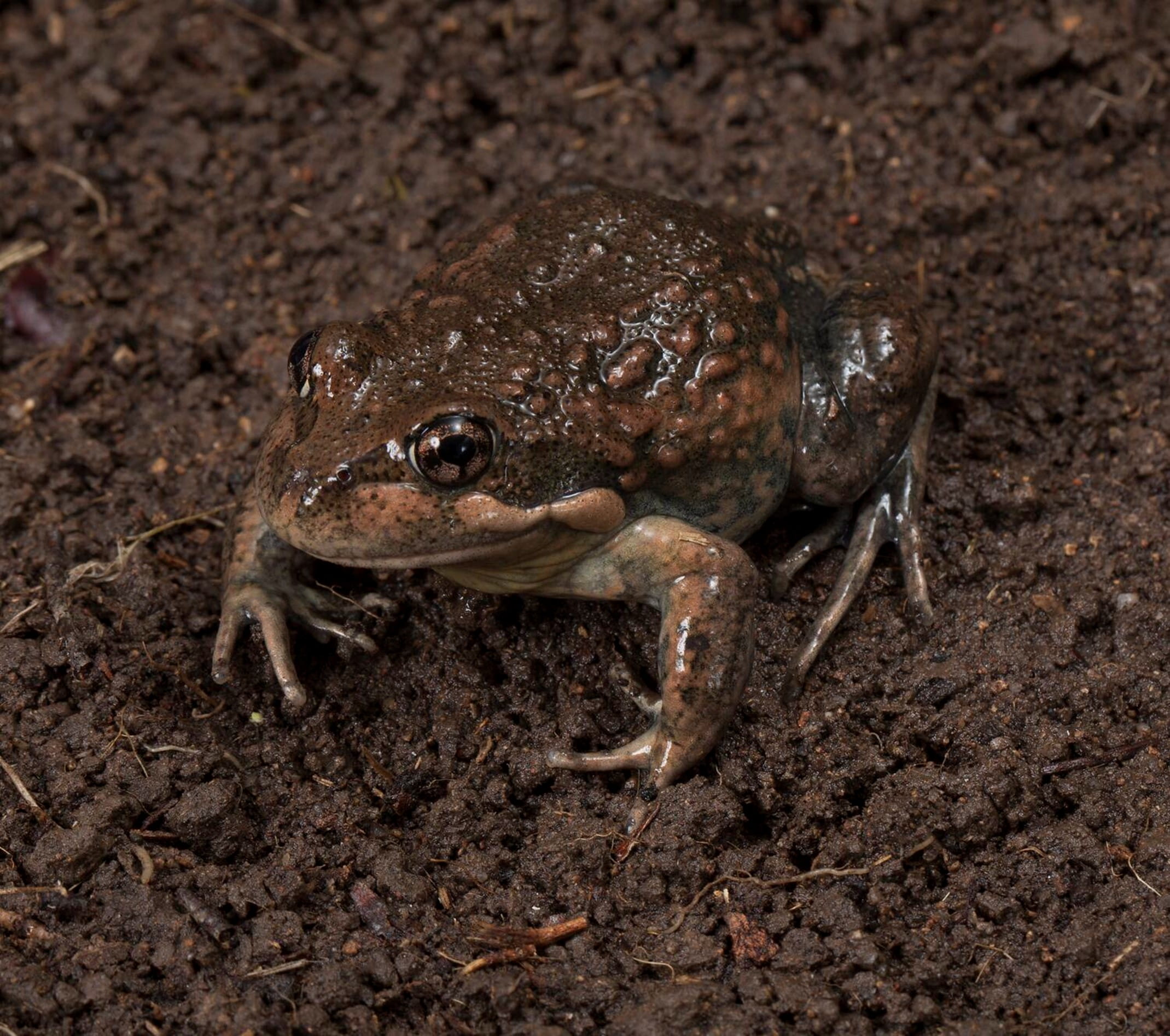A large brown frog with bulgy eyes sits atop of dirt. 