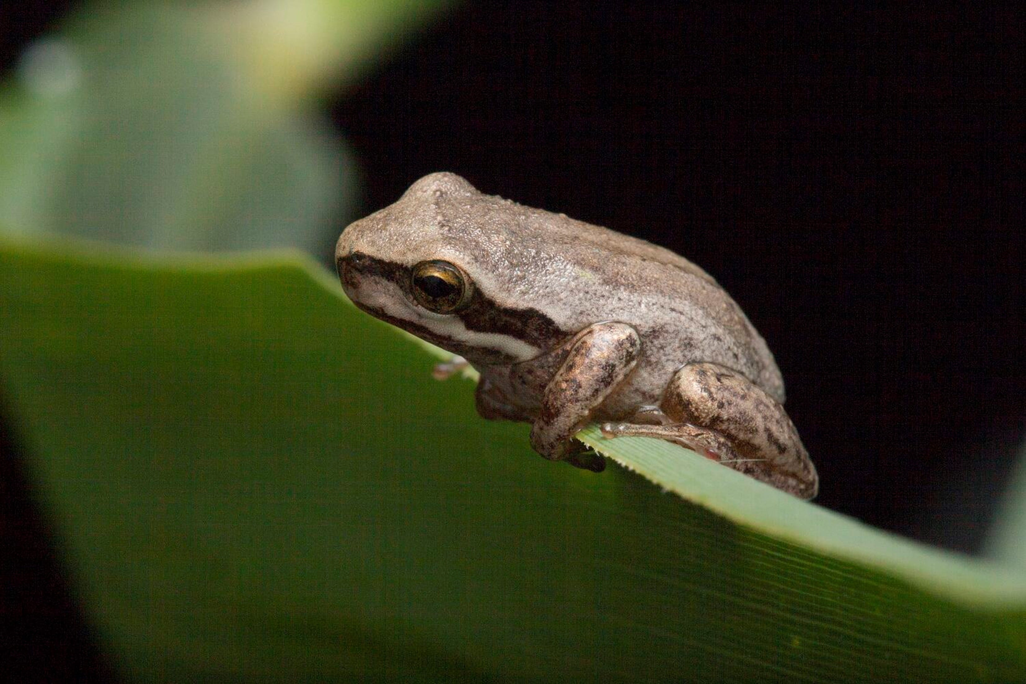 A small grey frog sits on top of a large green leaf. 