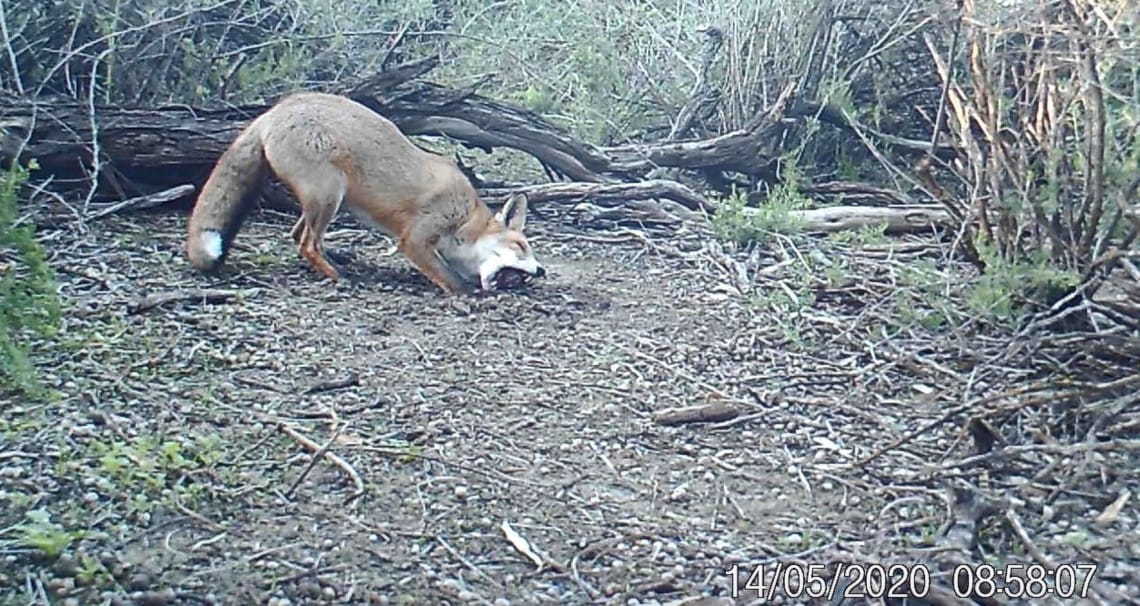 A crouched fox in Murray Sunset National Park