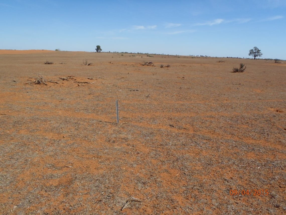 Pippins Management area in 2015 with bare land apart from 2 trees and a shrub