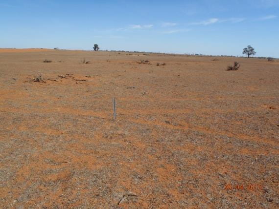 Pippins Management area in 2015 with bare land apart from 2 trees and a shrub
