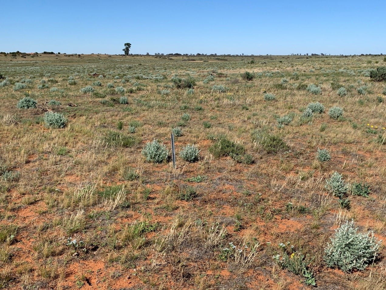 Pippins Management Area in 2021 with native flora growth across the landscape