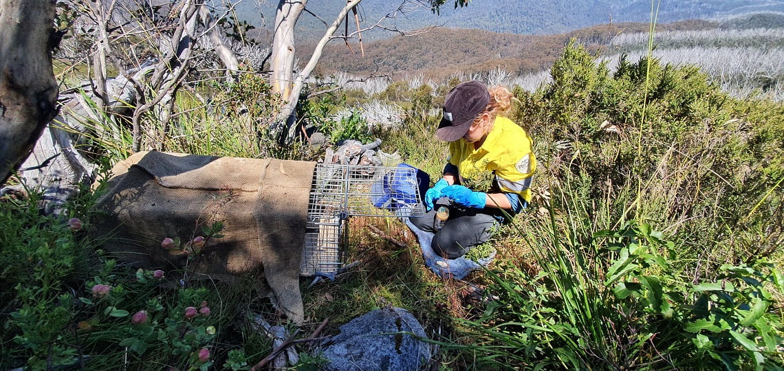 Parks Victoria staff in the Victorian alps setting up a feral cat trap adjacent to Mountain Pygmy-possum habitat in the Alpine National Park.
