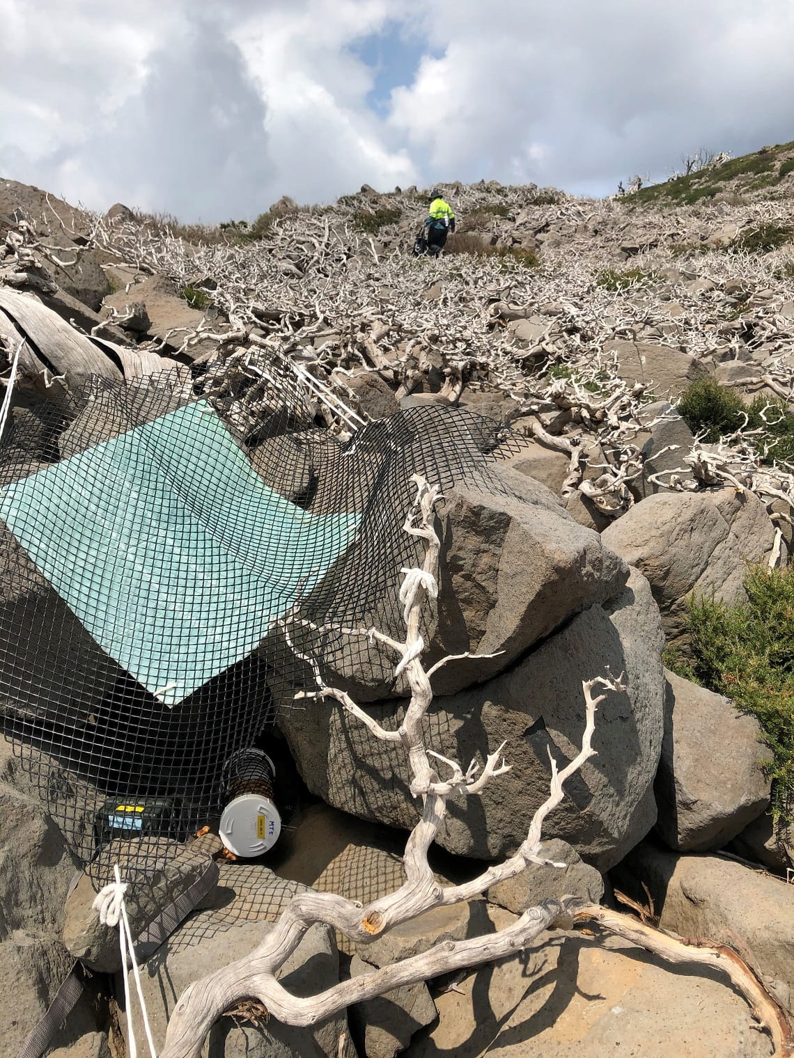 A boulderfield with branches of native Mountain Plum Pine, with a white PVC pipe feeding tube in the foreground, shaded from the sky by some black mesh and green shadecloth.